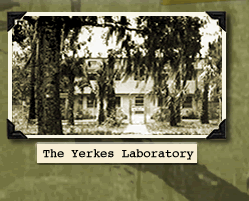The Yerkes Institute